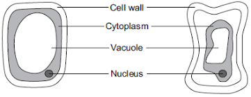 Plant cells differ from other eukaryotic cells because the organelles present are different. Http Www Mountgrace Org Uk Force Download Cfm Id 2606
