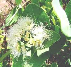 Image result for Elaeodendron matabelicum