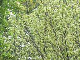 Image result for Turraea floribunda