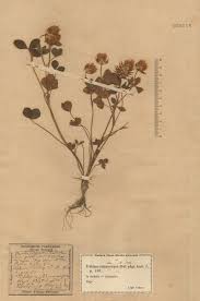 Image result for Trifolium isthmocarpum