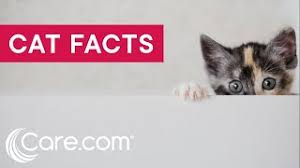 There are few facts about cats that simply stagger us and there are few facts about cats that makes us even crazier about them. 101 Amazing Cat Facts Fun Trivia About Your Feline Friend In Charlottesville Va Charlottesville Cat Care Clinic