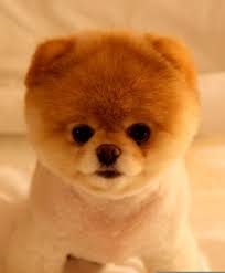 boo the world s cutest dog featured on gma this morning baby animals cute baby animals baby animals pictures
