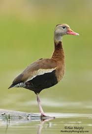 Black And Yellow Spotted Duckling The Black Bellied Whistling Duck Dendrocygna Autumnalis Breeds From The Southernmost United States Central And South Am Nature Birds Pet Birds Aquatic Birds