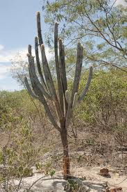 Image result for Cereus jamacaru