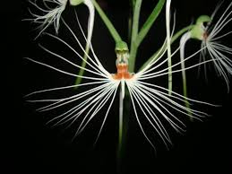 Image result for Habenaria macrandra