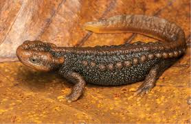 Image result for Asplenium markusbeckeri