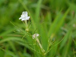 Image result for Rhamphicarpa brevipedicellata