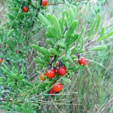 Image result for Lycium