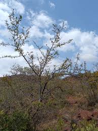 Image result for Ximenia afra