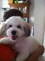 Charlie S Summer Haircut Fluffy Puppies Cute Fluffy Puppies Havanese
