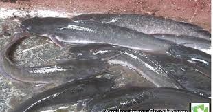 Check spelling or type a new query. The Three Basic Principles To Profitable Catfish And Tilapia Farming Business Agribusiness Coach
