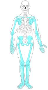 Humans have important body systems that help us stay alive and healthy. File Appendicular Skeleton Diagram Blank Svg Wikimedia Commons