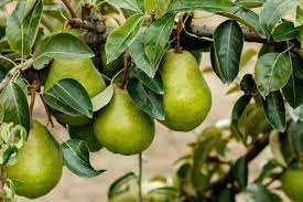 Typically, they start producing fruit the year after they're planted but are fully producing by. 27 Different Types Of Fruit Trees Plus More Fruitful Facts Home Stratosphere