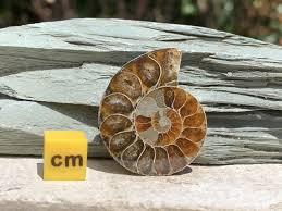 These natural ammonite conch fossil pendants are great to wear and carry around. Pin On Ukge