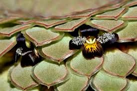 Image result for Ochna ovata