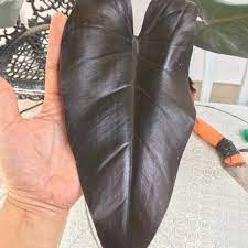 We did not find results for: Philodendron Bloody Mary Philodendron Bloody Mary Uploaded By Areunice28