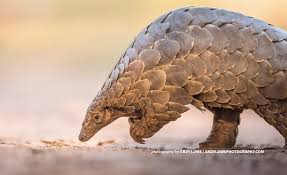 Maybe you would like to learn more about one of these? Up To 2 7 Million Pangolins Are Poached Every Year For Scales And Meat Awf