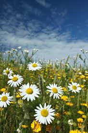 We did not find results for: Field With Yellow And White Daisy Stock Image Colourbox