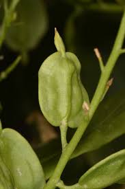 Image result for Subularia monticola