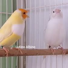 Gouldian Finch Ile Ilgili Sikca Sorulan Ugur Uzun Gouldianfinch Facebook