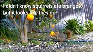 Check spelling or type a new query. Squirrels Eat Oranges Youtube