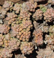 Image result for Anacampseros subnuda