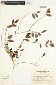 Image result for Diospyros natalensis
