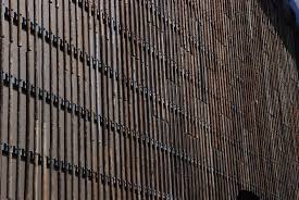 Image result for Eucalyptus cloeziana