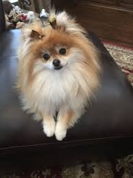 Princess Peach Beautiful Dogs World Cutest Dog Small Dog Breeds