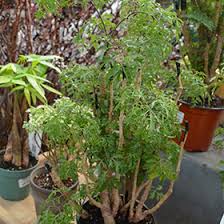 Image result for Polyscias fruticosa