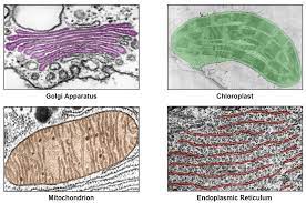 Identify organelles in an animal cell labeled a. Cell Micrographs Bioninja