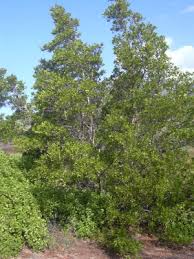 Image result for Conocarpus erectus