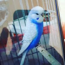 Mardin Kiziltepe Mushabet Kusu Satilik Home Facebook