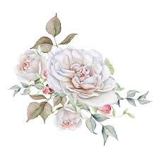 Hand Drawn Watercolor Delicate White Rose Bouquet Vector Illustration In 2020 White Rose Bouquet Drawings Illustration