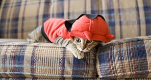 There are four cats that can be collected in the queen marie story; Do Pets Like Wearing Clothes Petcoach