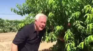Maybe you would like to learn more about one of these? Peach Season Thru June 12th Schnepf Farms