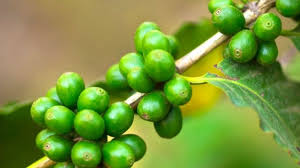 While coffee may temporarily squelch your appetite, drinking a couple of cups a day won't have enough of an effect to help you lose weight. Can A Cup Of Green Coffee Help You Lose Weight Youll Be Surprised Ndtv Food