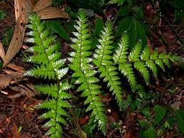 Image result for Ctenitis