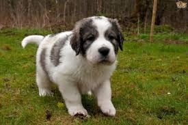 All About Pyrenean Mastiff Dog Breed Origin Behavior Trainability Facts Puppy Price Color Health