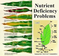 Nutrient Deficiency Chart Creativedotmedia Info