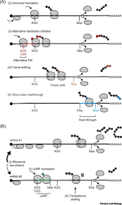 The control of translation and mrna degradation is an important part of the regulation of gene expression. Heterogeneity In Mrna Translation Trends In Cell Biology