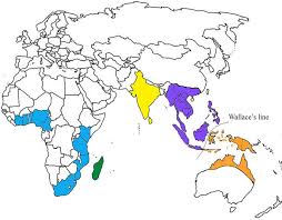 Image result for Memecylon afroschismaticum