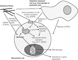 The mesothelium is a slowly renewing tissue. Carbon Nanotube Cellular Interactions Macrophages Epithelial And Mesothelial Cells Chapter 10 The Toxicology Of Carbon Nanotubes