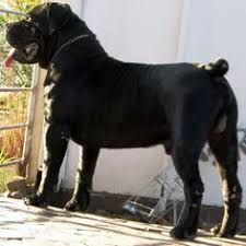 It results from the crossing of a purebred german shepherd dog (gsd) with a purebred rottweiler. 36 Boerboel Ideas Boerboel African Boerboel South African Mastiff