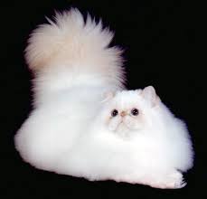 Aca & cfa flame point himalayan persian kittens (walker, la) pic hide this posting restore restore this posting. 40 My Newest Obsession Flame Point Himalayans Ideas Himalayan Cat Cats Kittens