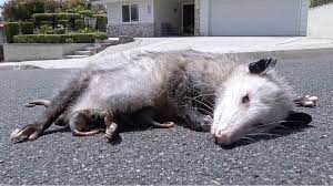 Opossum 2 — opossum, fetischberg, s. Unglaubliche Tierrettung Opossum Babys Uberleben Unter Toter Mutter Stern De