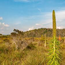 Image result for Disa eminii