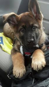 Unfortunately, we can only act. Read Message Wi Rr Com German Shepherd Puppies Pets German Shepherd Dogs