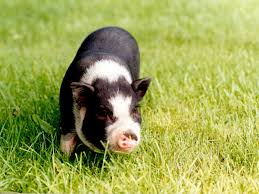 How to care for your pot belly pig. Potbellypigs Com Everything You Need To Know About Your Pot Bellied Pet