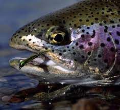 Beautiful Rainbow Fish The West Book Your Spot Joeoptions Rainbow Trout Fishing Fly Fishing Fly Fishing Flies Trout